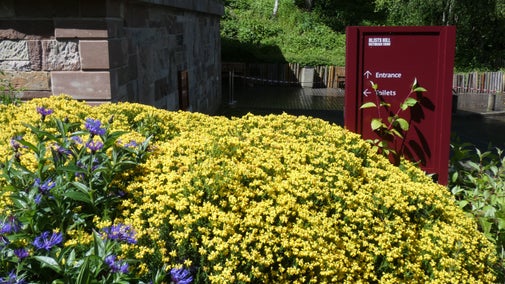 A bank of small yellow flowers with some purple flowers to the left. Behind them is a rust coloured sign with the words Blists Hill Victorian Town